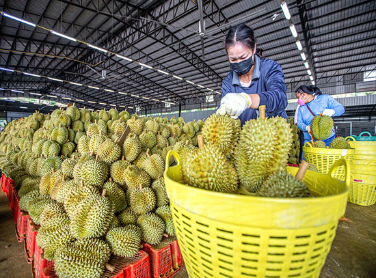 China's Chongqing opens faster import route for Thai durians